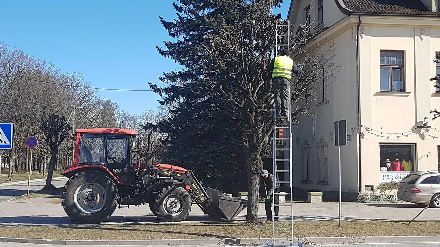 Türil jõuab puudelõikus peagi lõpusirgele.