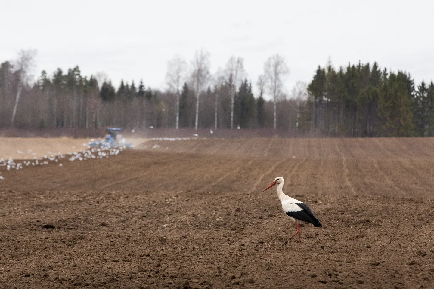 Kevad algas põllumeeste jaoks sel aastal harukordselt vara.