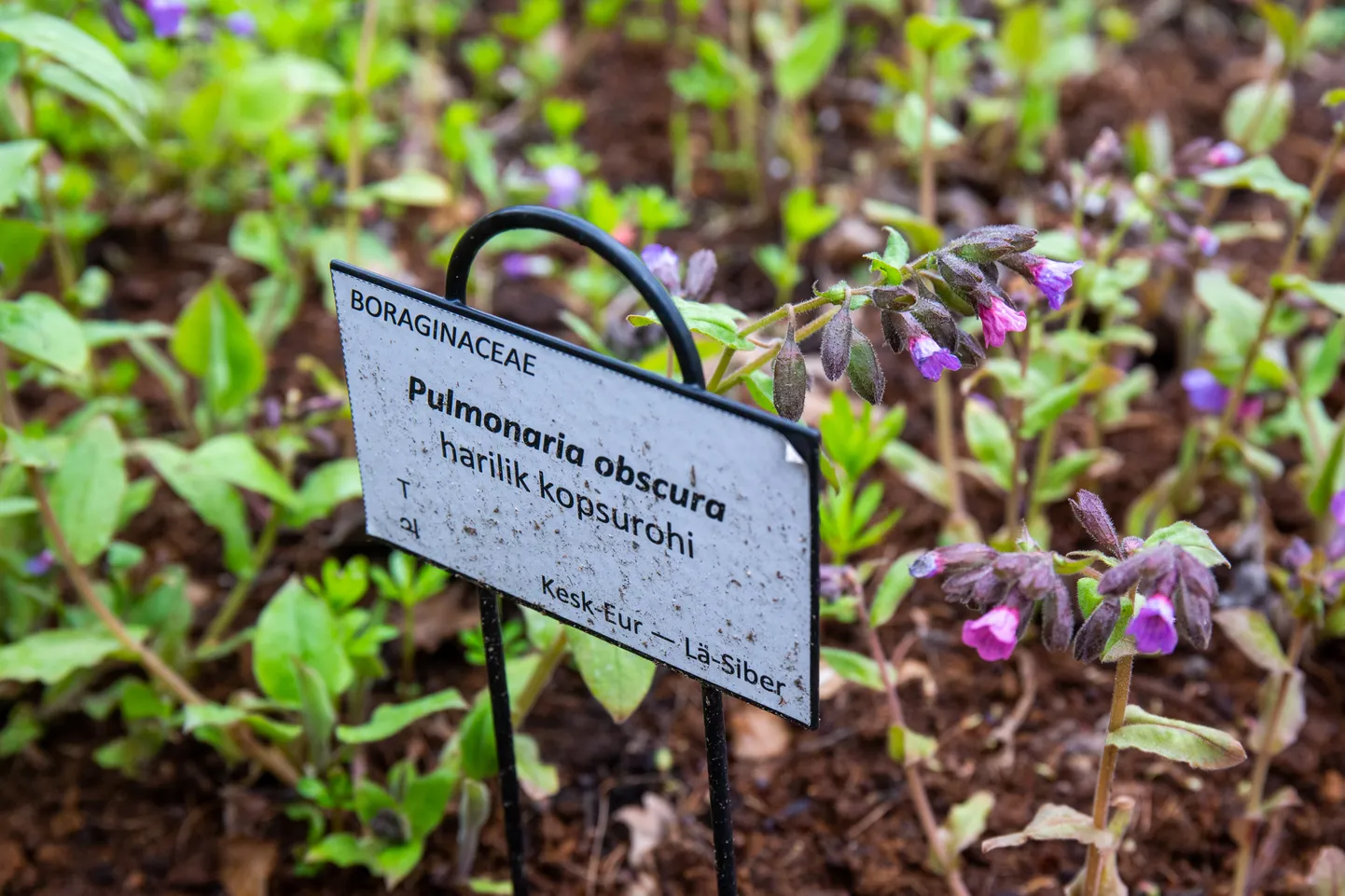 Harilik kopsurohi Tartu Ülikooli botaanikaaias