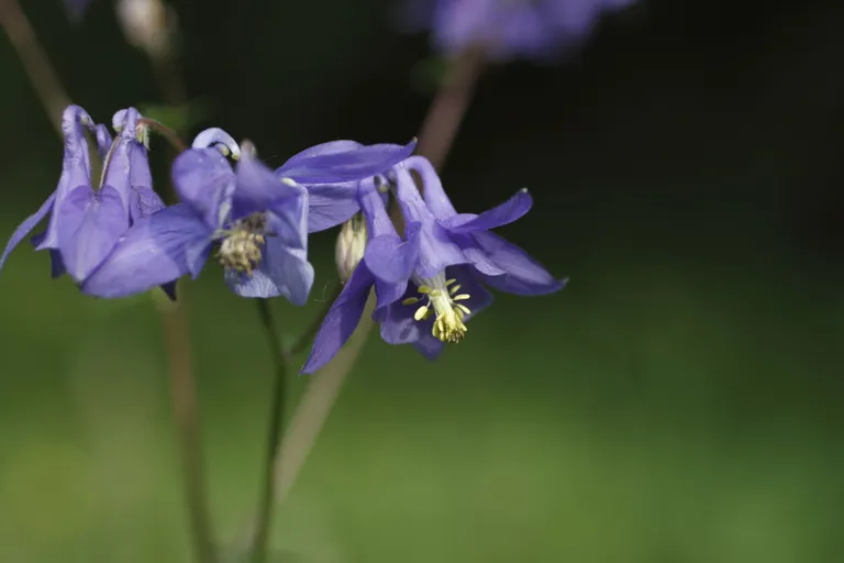 Parastā ozolīte (Aquilegia vulgaris).\n