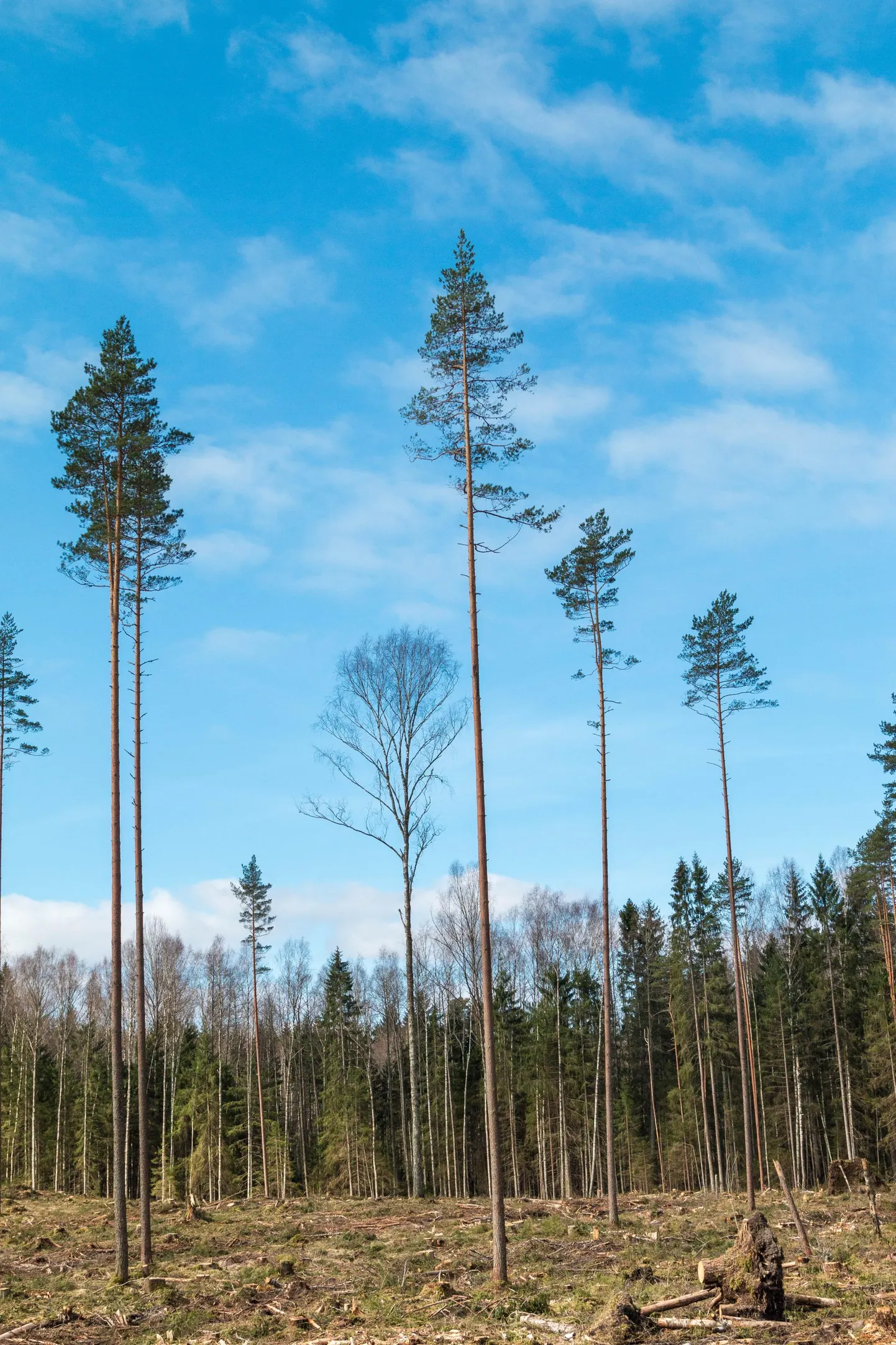 Metsakinnistu Võrumaal Antsla vallas pärast raiet.