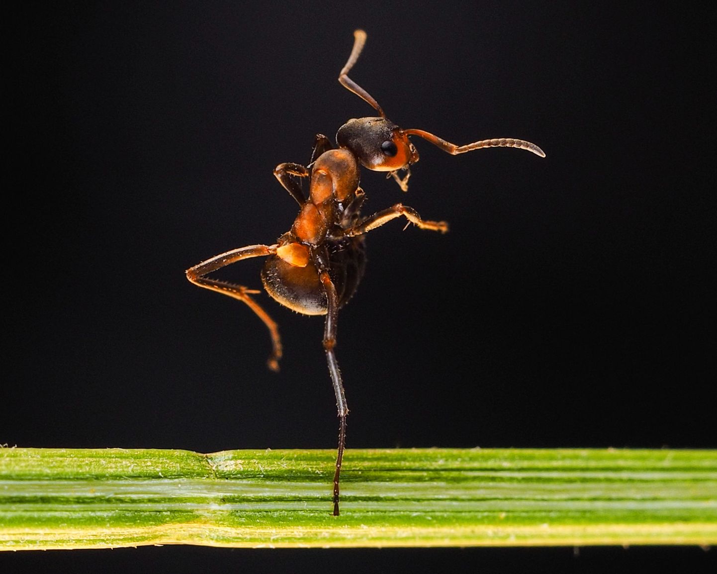 Tööhoos sipelgas. Pilt on illustreeriv