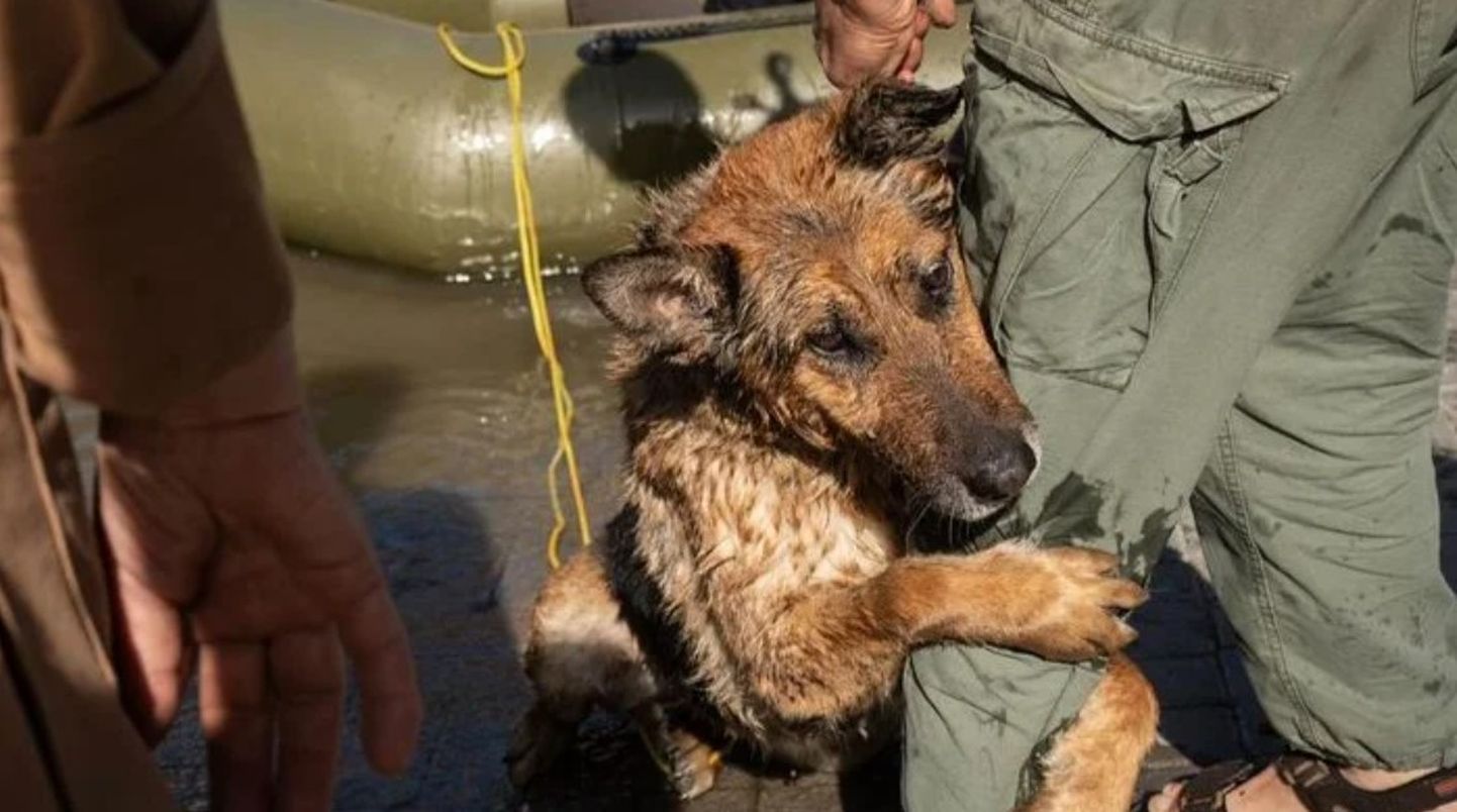 Собака, спасенная после разрушения на Каховской ГЭС.