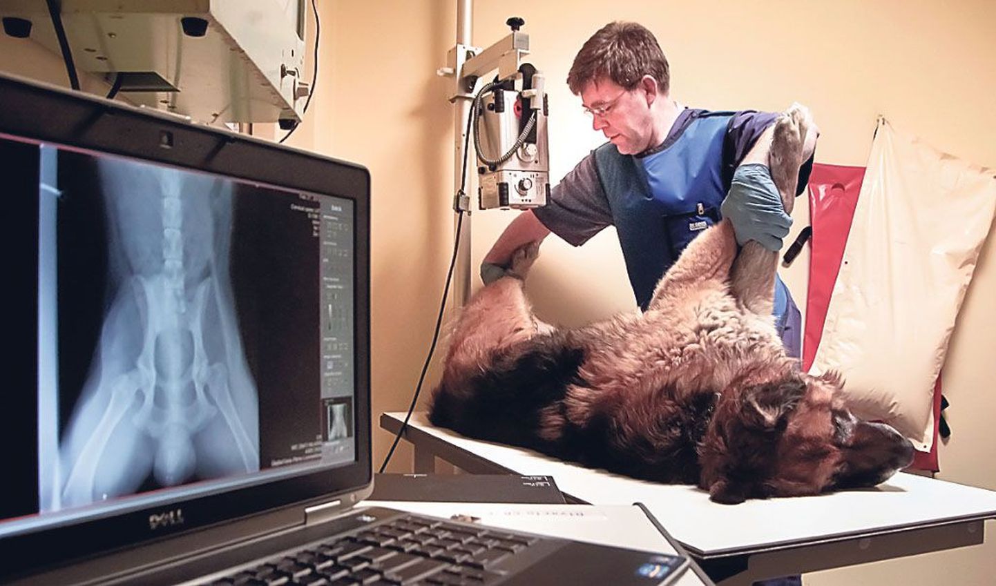 Mart Taggel kontrollib portatiivse röntgeniaparaadiga liigeseprobleemidega Rocky puusi.