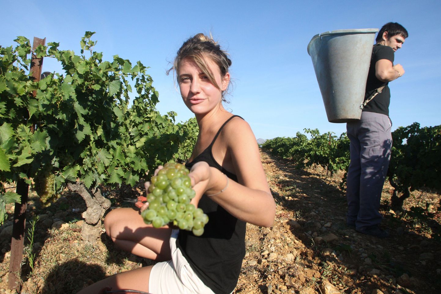 Muscat sordi viinamarjade korjamine Prantsusmaal Rivesaltesis