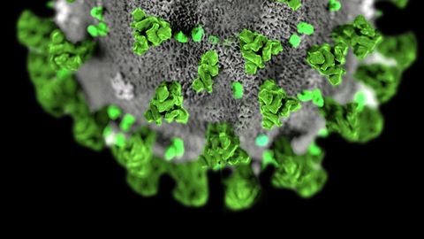Американские ученые установили, какие внутренние органы поражает коронавирус