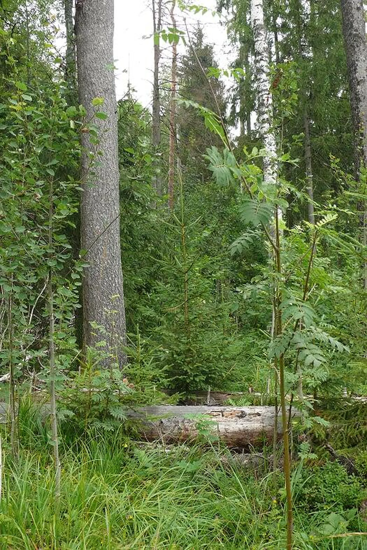 Moodustatav Nepste looduskaitseala jaguneb Saarde ja Häädemeeste valla vahel ning võtab enda alla 895 hektarit riigimaad.