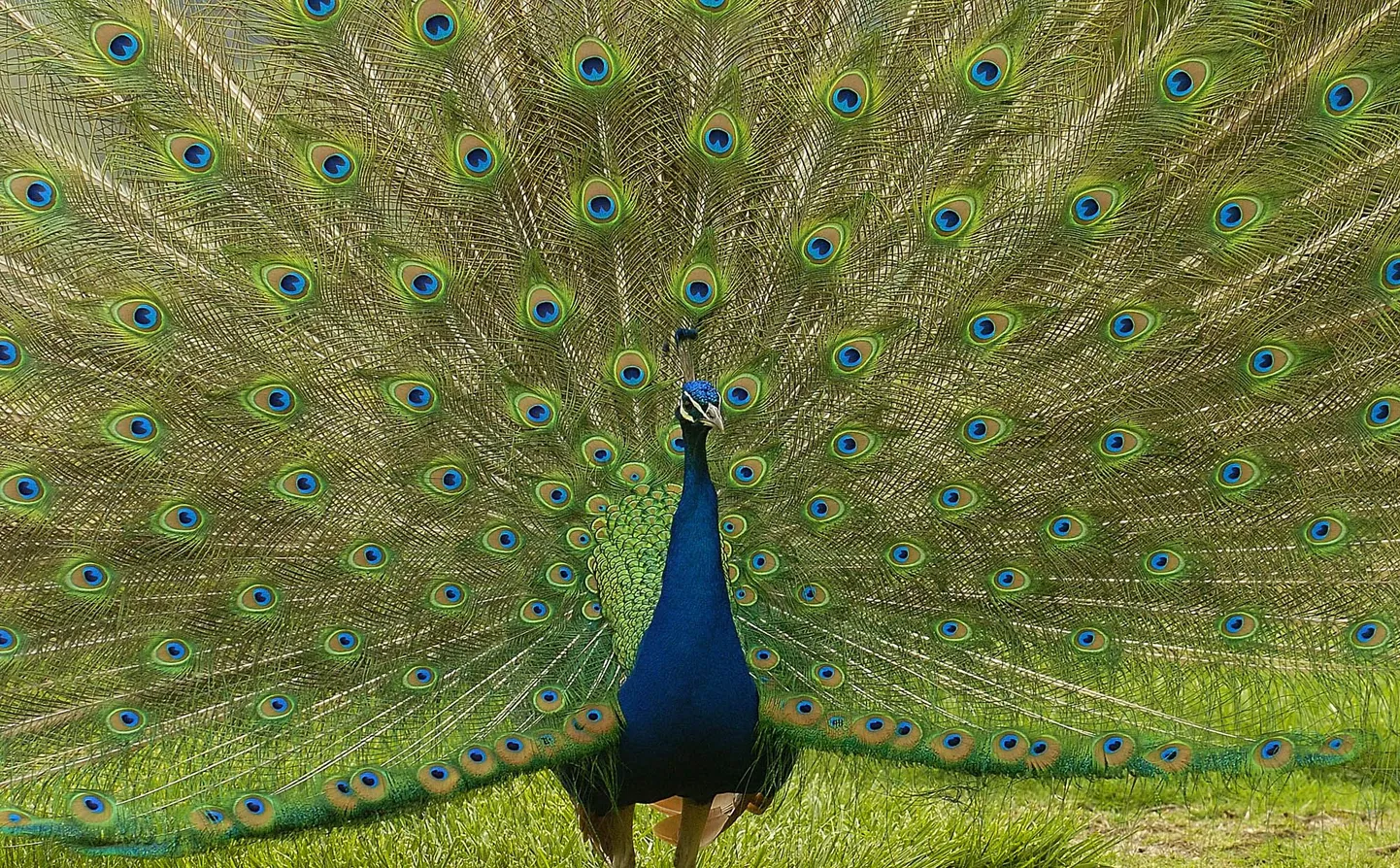 Paabulind