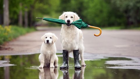 Pirmdien daudzviet Latvijā līs