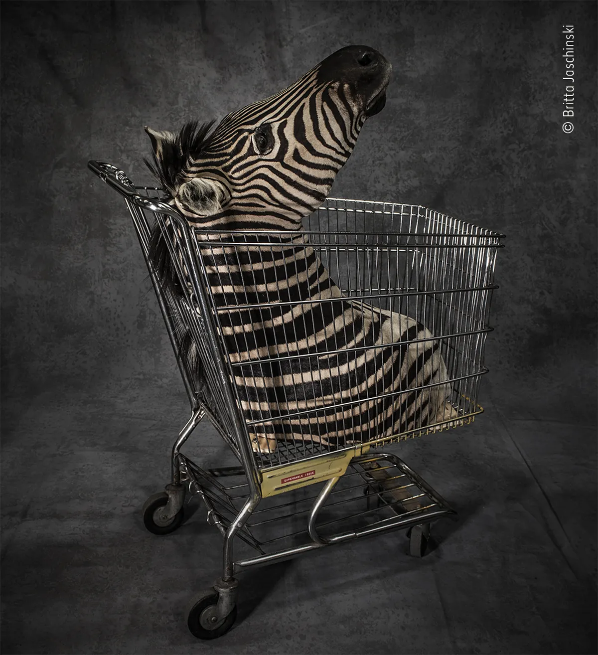 Fotogrāfe Brita Jašinska iemūžina lidostās un robežkontroles punktos konfiscētos savvaļas dzīvniekus, to ādas un izbāzeņus, cenšoties saprast, kāpēc pasaulē joprojām ir pieprasījums pēc šāda rūpala, lai gan tas rada ciešanas vai pat noved veselas sugas līdz izmiršanas robežai. Zebras galva tika konfiscēta ASV robežpunktā.