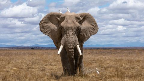 Tuleb välja, et Aafrika elevandil on oma ravimikapp – see kasvab metsas ja nad oskavad seda kasutada