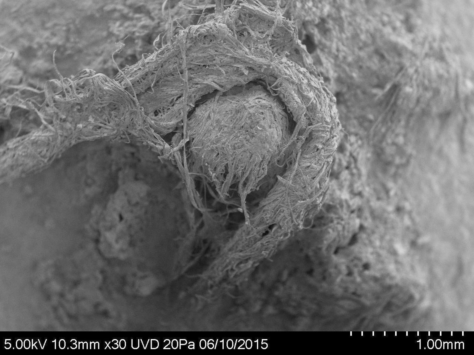 6,2 millimeetri pikkune köiejupp, mille arheoloogid leidsid Lõuna-Prantsusmaa koopast. Pildil on see objekt elektronmikroskoobi all