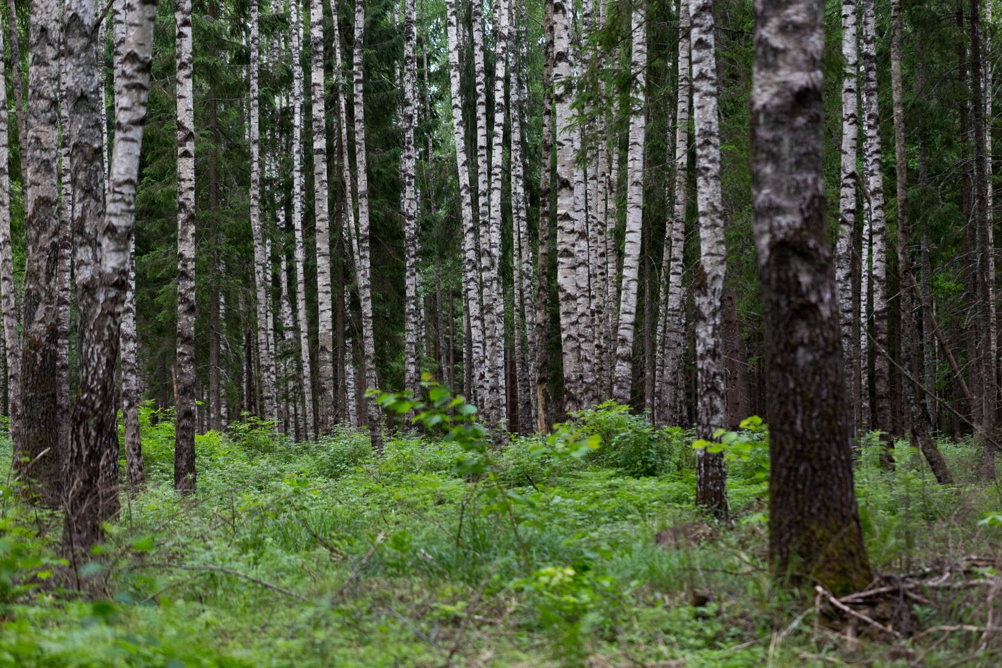 Oma doktoritöös uuris Gunnar Morozov, kuidas mõjutab metsade vanus ja kuivendus puistute süsiniku sidumise võimet.