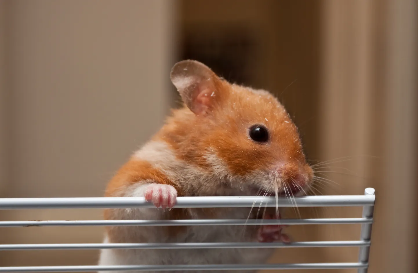 Hamster.