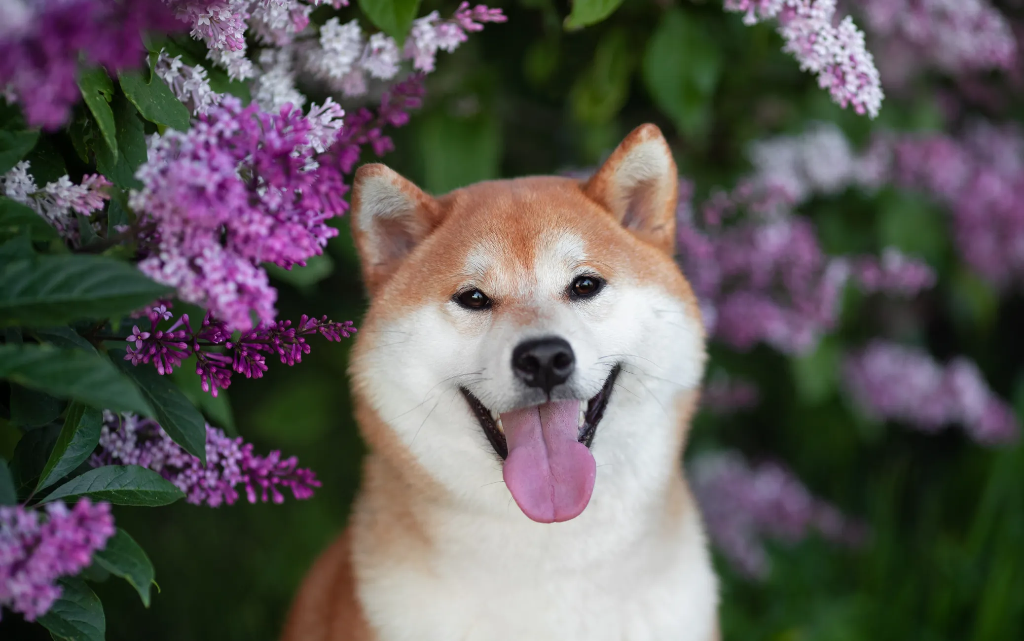 Shiba Inu