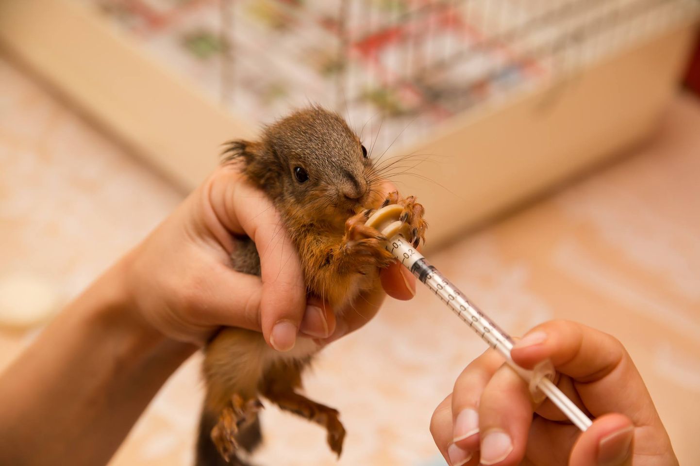 Väikseid oravalapsi tuleb algul toita spetsiaalse piimaseguga.
