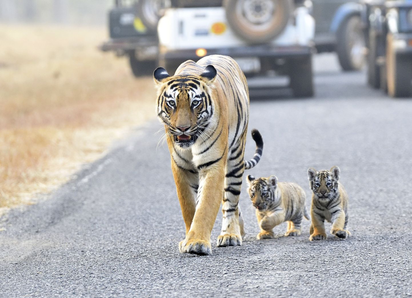 Tiigrid Indias teed ületamas. Foto on illustratiivne.