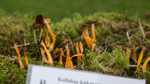 Pärnu ja Pärnumaa üritused teisipäeval, 15. septembril