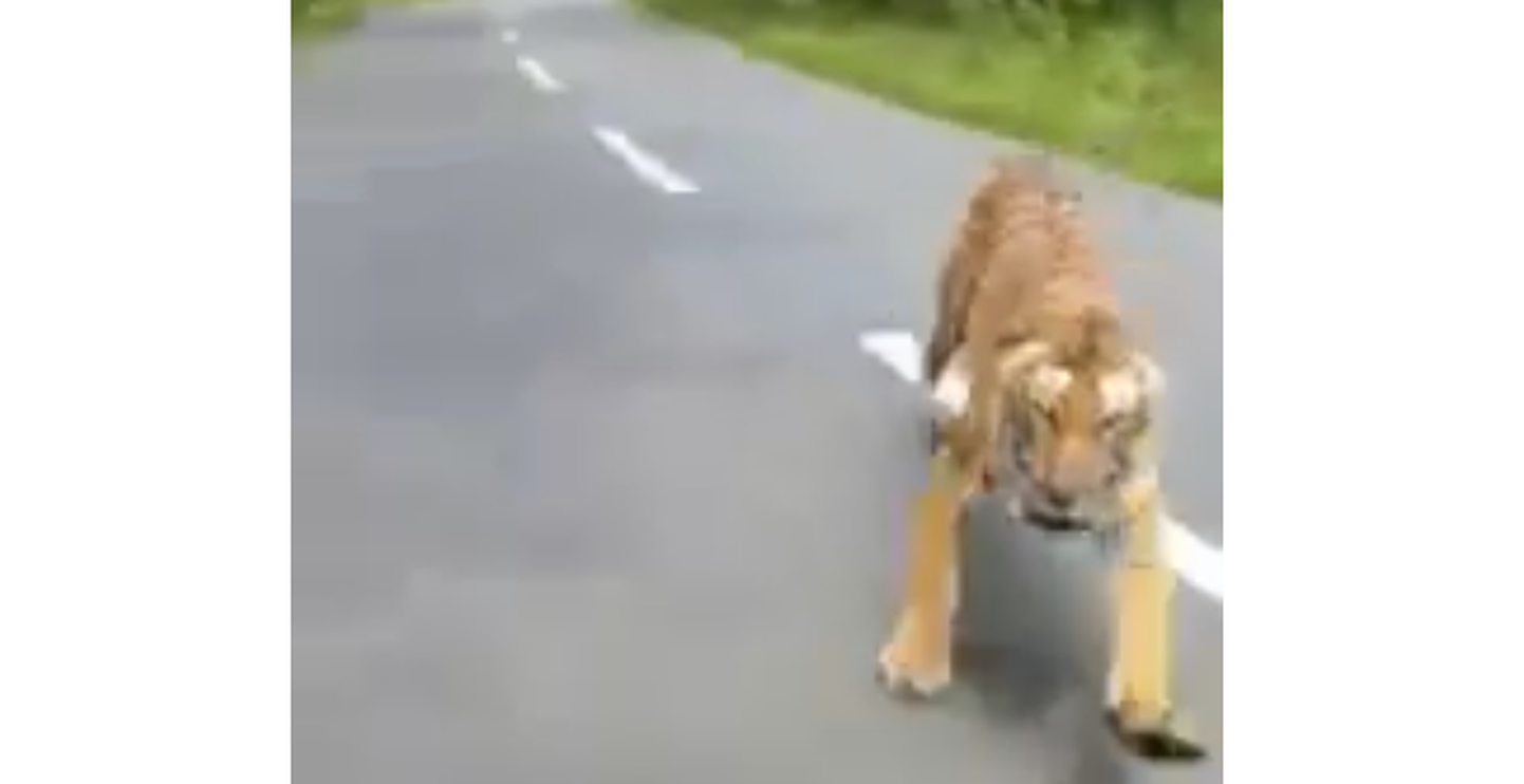 Hetk India teel, mil tiiger jookseb mootorrattale järgi.