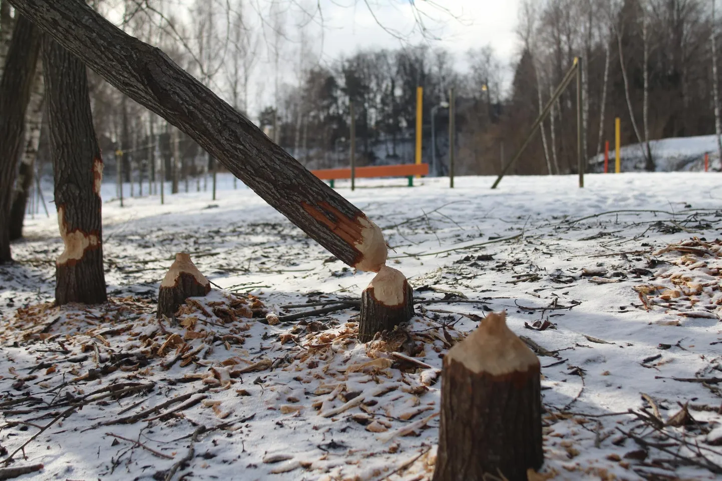 Koprad on tegutsenud supelrannale õige lähedal.