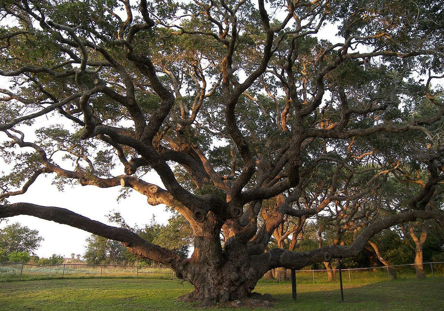 Texases kasvav 1000-aastane tamm The Big Tree