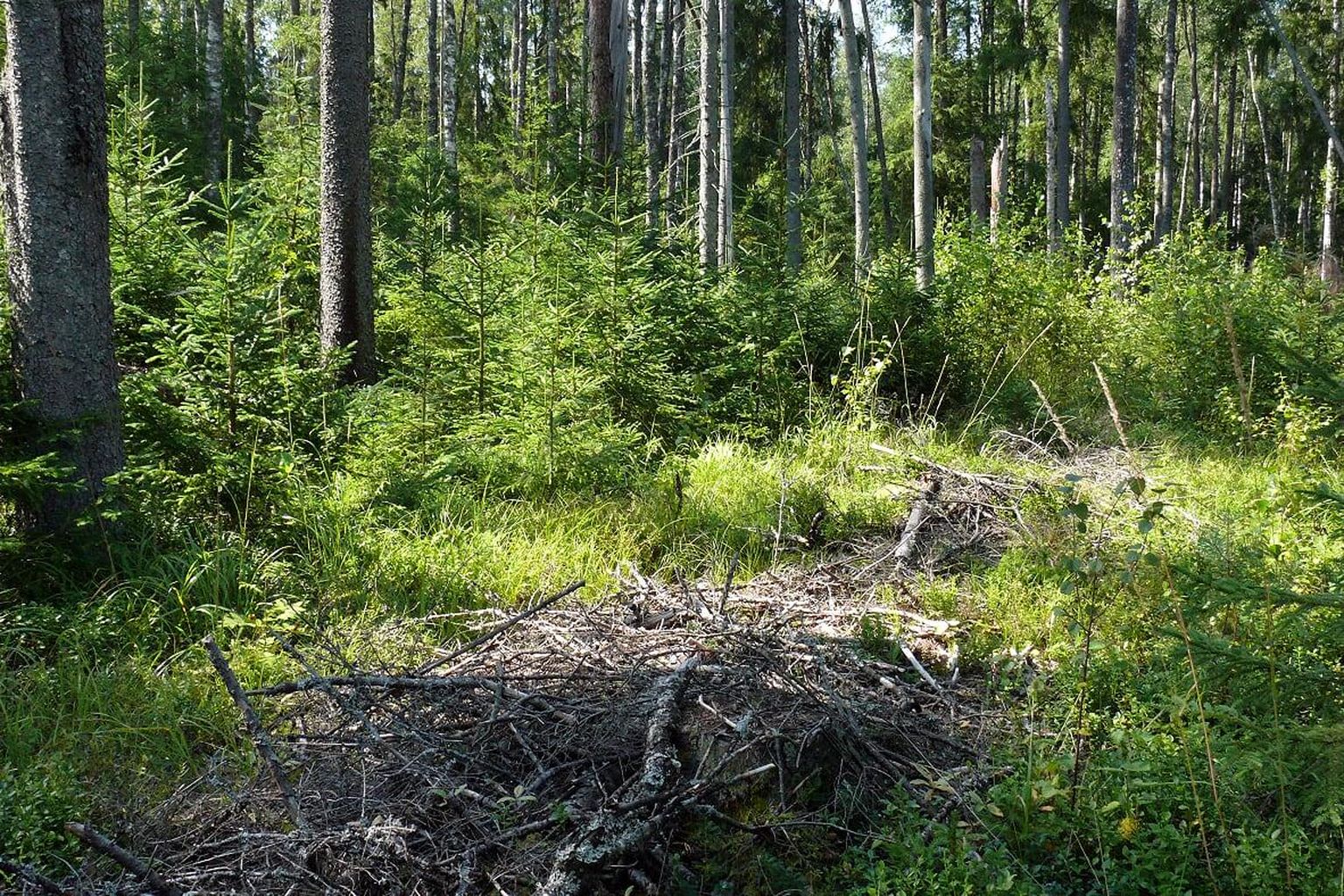 Eesti talumaastikele on iseloomulikud järjepidevalt majandatud metsad ehk rahvakeeles püsimetsad.