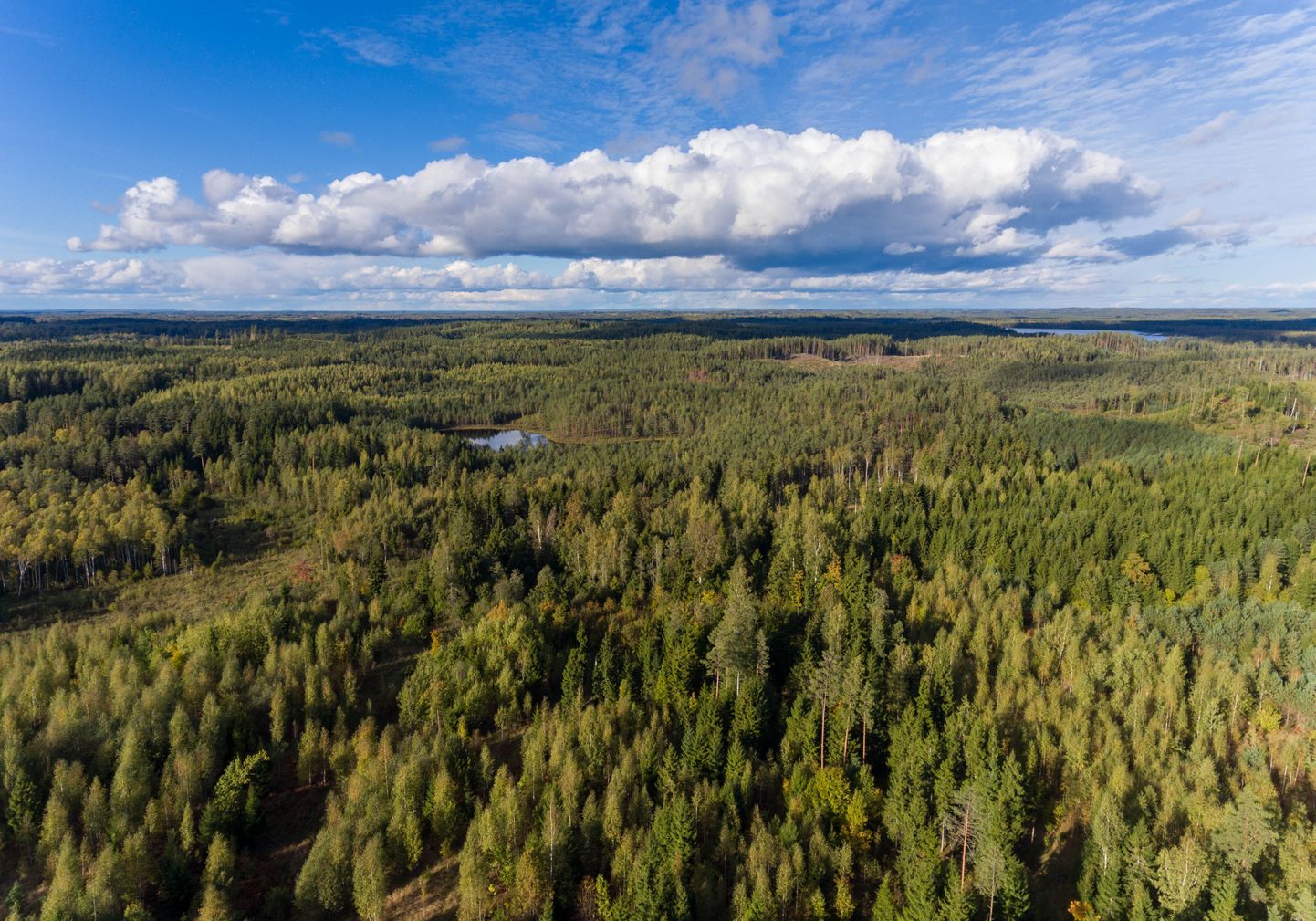 Septembris kadus metsas 30 seenelist.



Foto: Arvo Meeks / Lõuna-Eesti Postimees