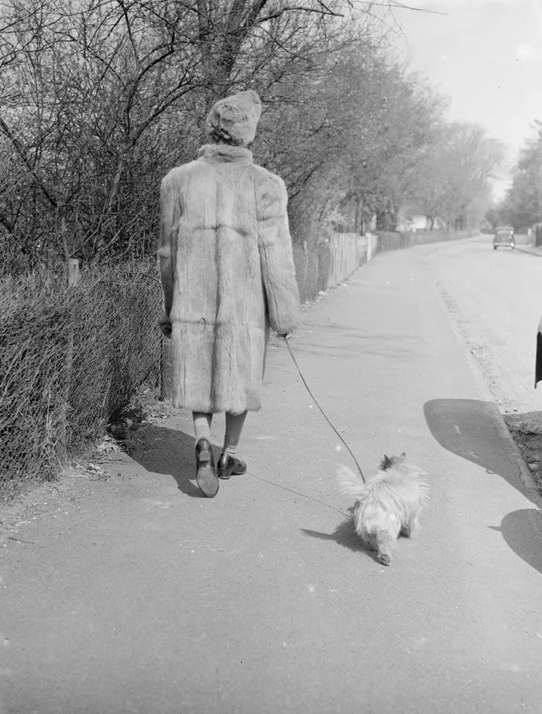 Artikli foto
