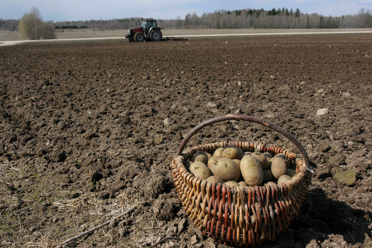 Rikkaliku ja kvaliteetse kartulisaagi eelduseks on  hoolega valitud ja haigustest puutumata seeme ning umbrohuta põld. Pildil ideaalsete idudega seemnekartul. Foto on illustratiivne.