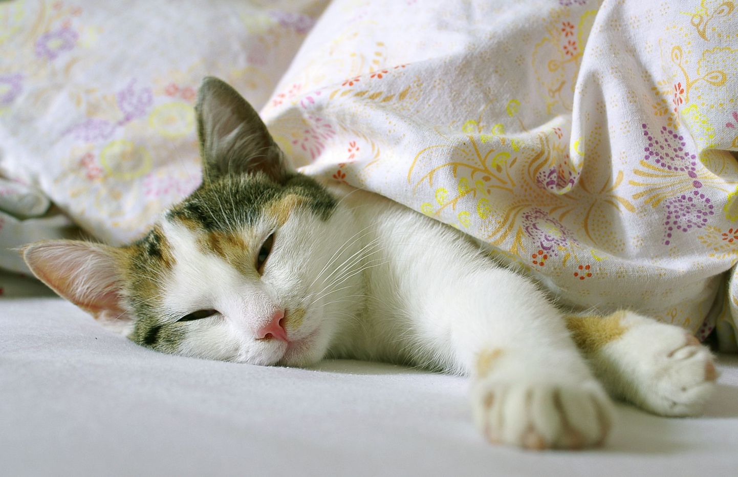 Kui sul on kassiallergia, tuleks lemmikloom magamistoast eemal hoida.