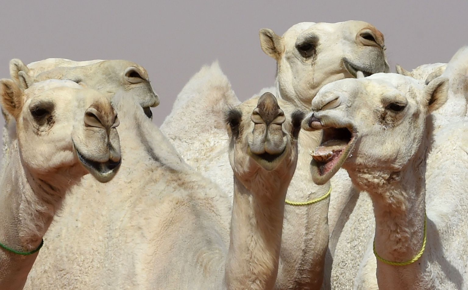 Iludusvõistlused osalenud kaamelid.