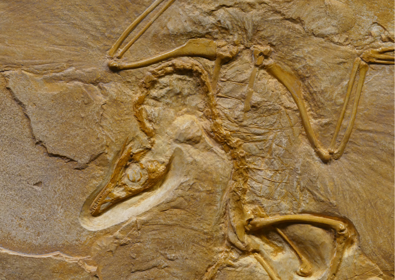 Dinozaura fosilija