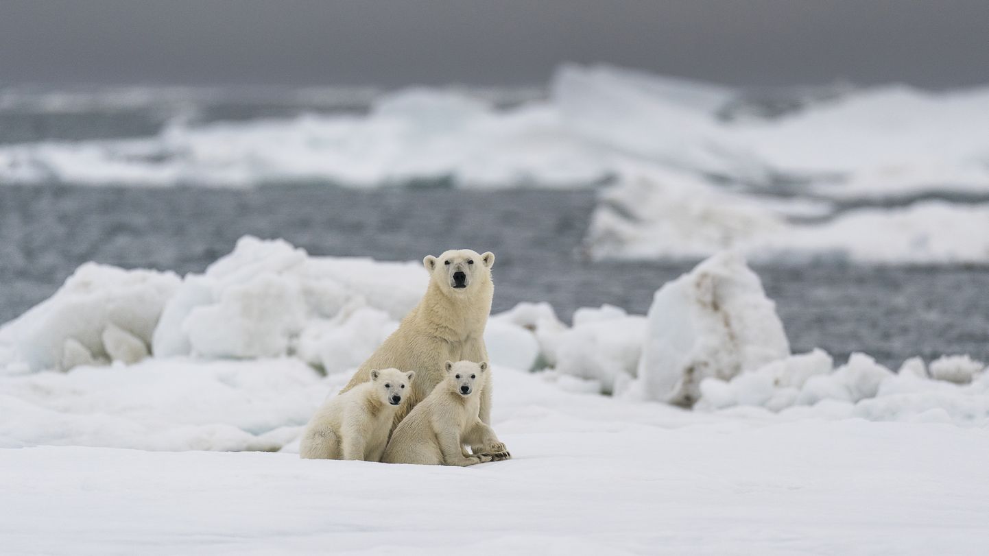 Kui kasvuhoonegaaside osakaal atmosfääris veelgi kasvab, kaob 2100. aastaks enamik jääkarupopulatsioonidest.