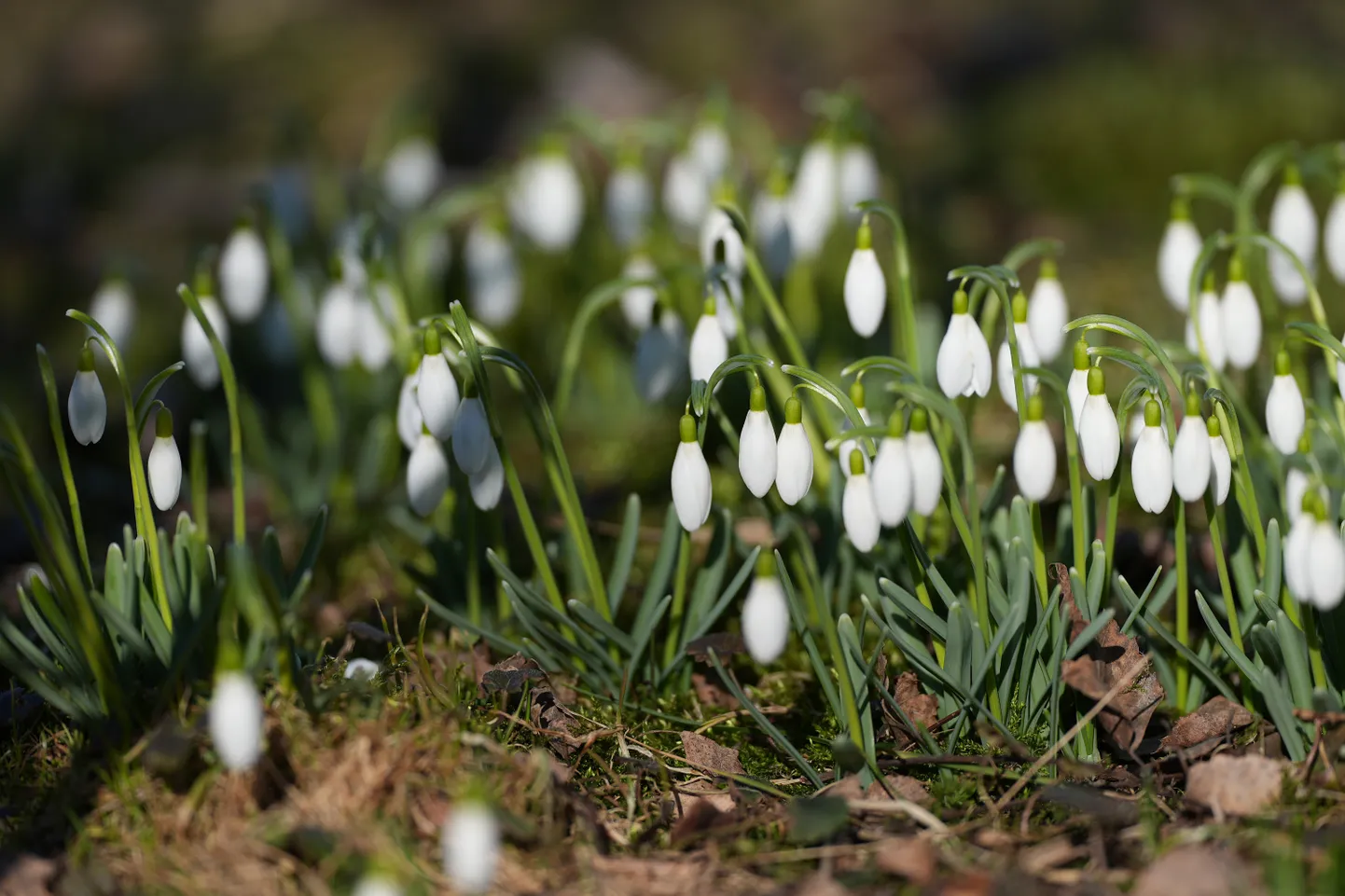 Sniegpulkstenītes.