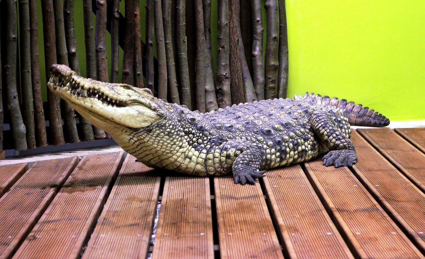 Miniloomaaia kõige tuntum elanik, Niiluse krokodill, harjub juba tasapisi oma uue koduga.