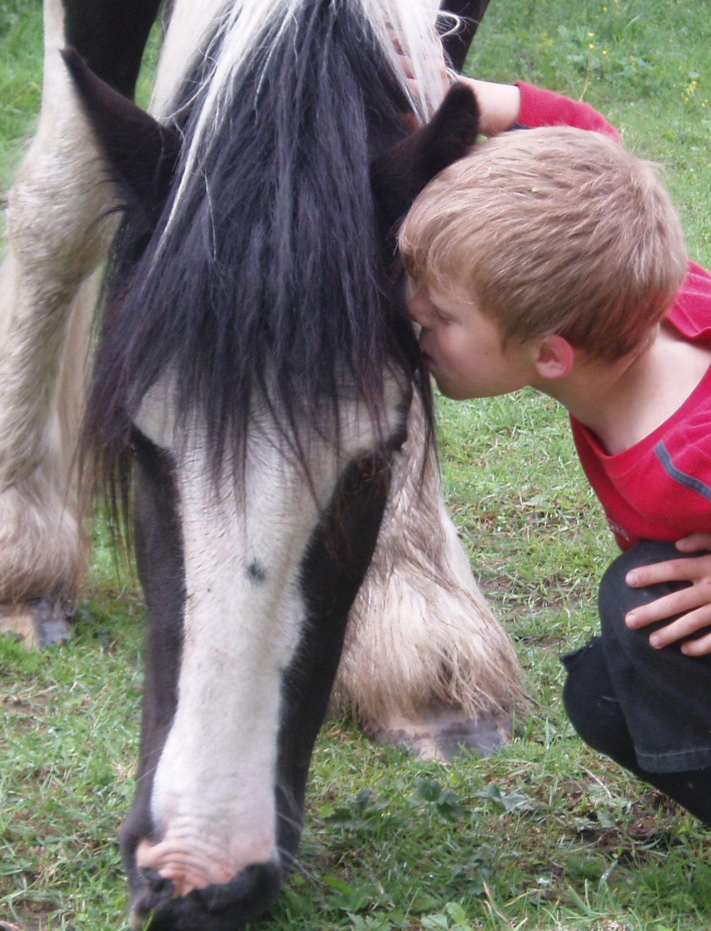 Hobused on teraapia läbi viimisel abiks füsioterapeutidele kuid ka näiteks psühholoogidele.
