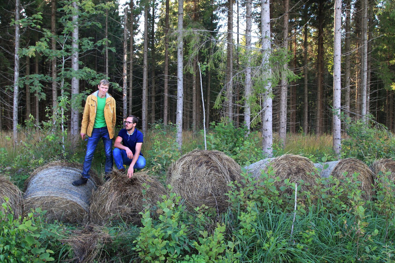 Vara valla Tammevaldma talu upub bürokraatiasse ja veidratesse nõuetesse. Noortalunik Vallot Kaasik (vasakul) ja tema vend Fredi kaaluvad poolesaja lihaveise müümist.