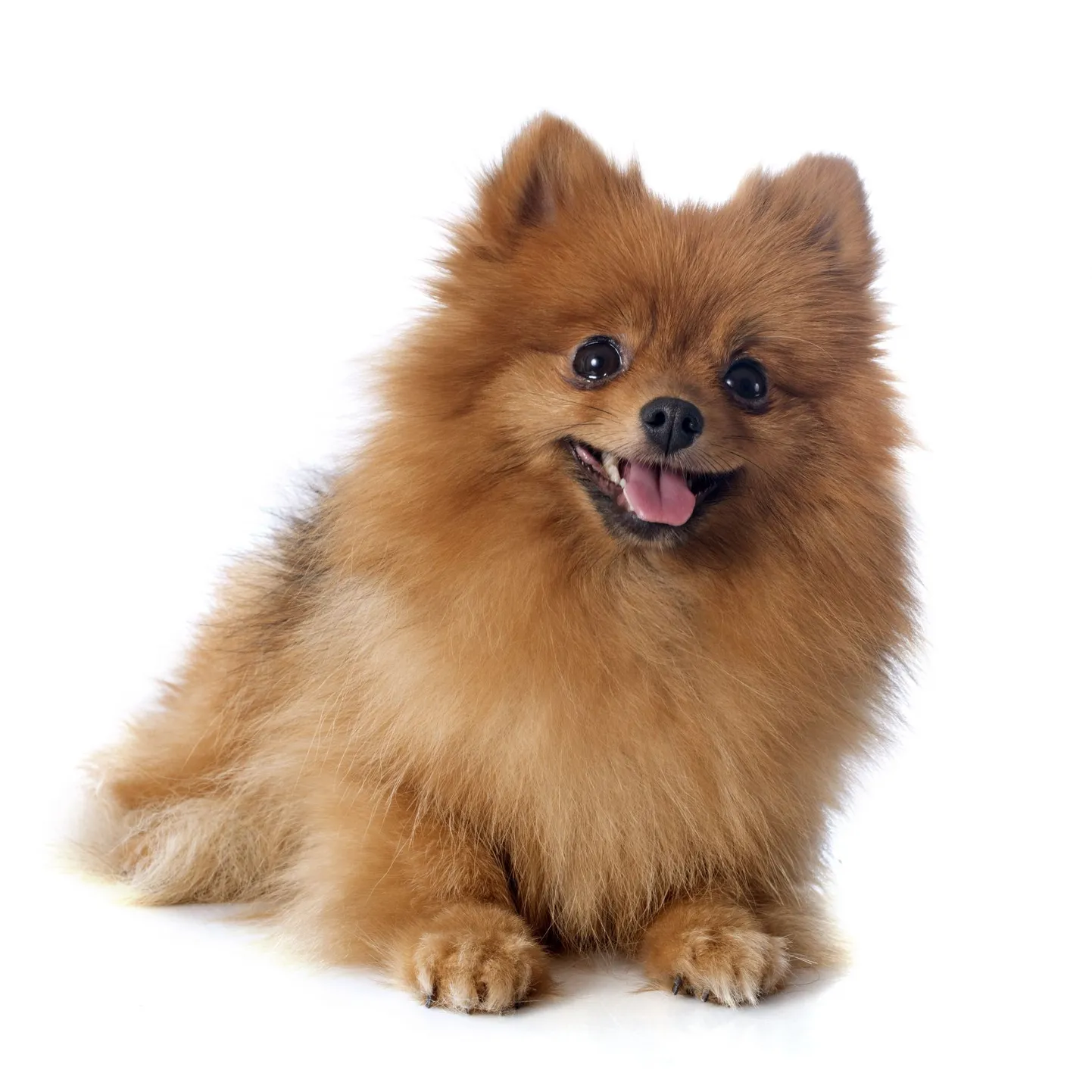 Pomeranian.