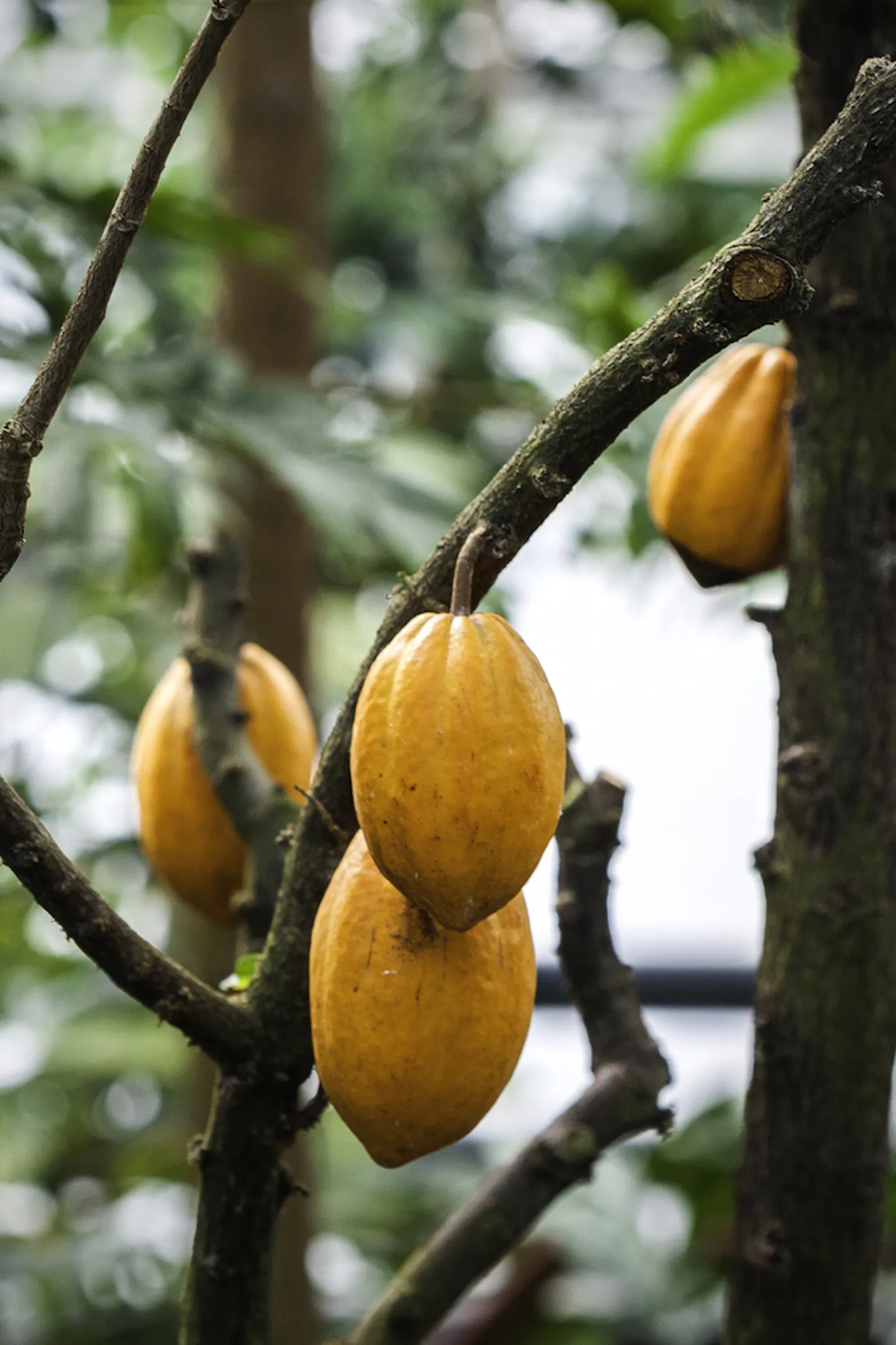 Harilik kakaopuu Theobroma cacao