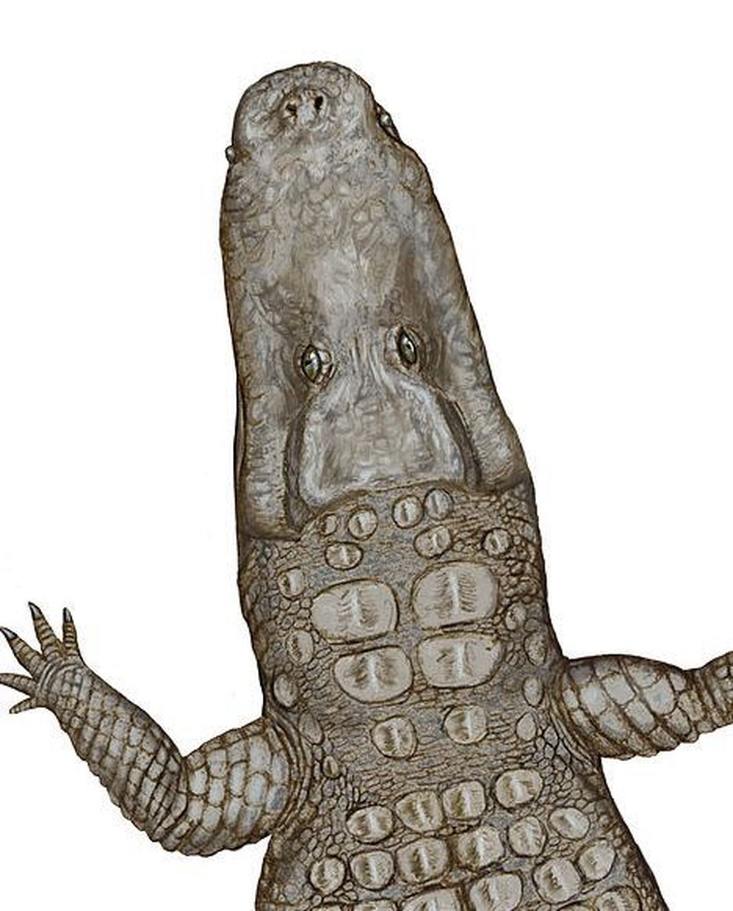 Crocodylus thorbjarnarsoni pea