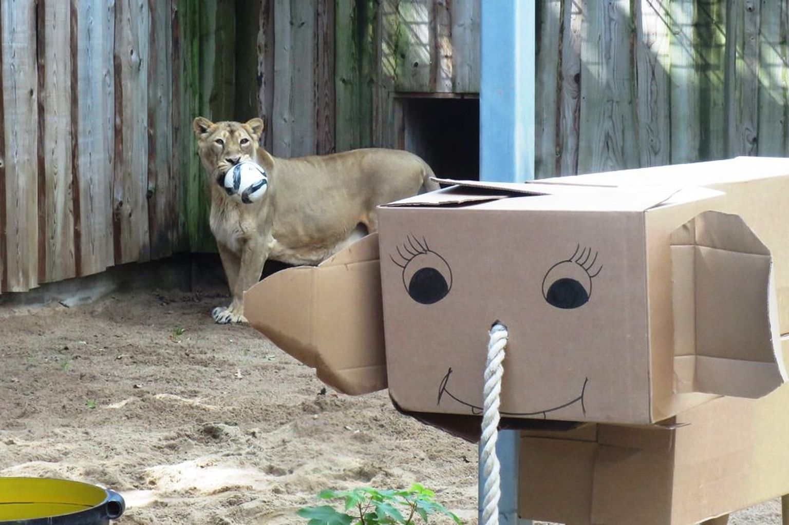 Aasia lõvi Tori oma mänguasju seiramas.