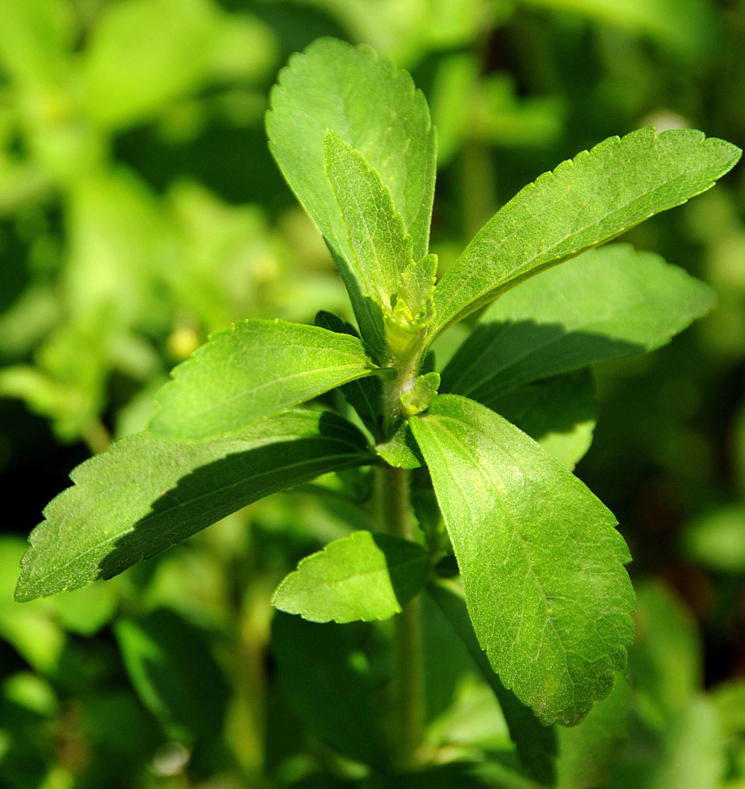 Lõuna-Ameerikas kasvav steviataim, mille lehtedest saadakse looduslikku magusainet.