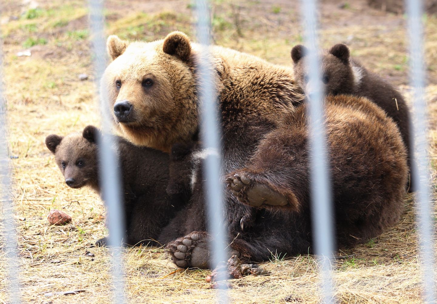 Иллюстративное фото медведицы и медвежат в зоопарке Вырумаа.