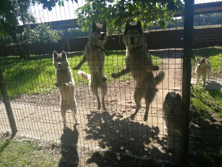 Sinisilmsed koerad ootavad Anijast paari kilomeetri kaugusel Paasikul. Nad on äärmiselt sõbralikud ja tunnevad rõõmu igast külalisest, sest see tähendab, et siis saab jooksma minna.