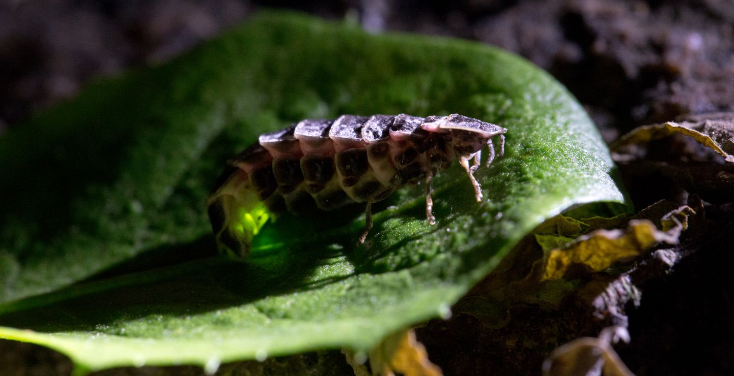 Самка ивановского червячка напоминает гусеницу, личинку или маленького червячка.