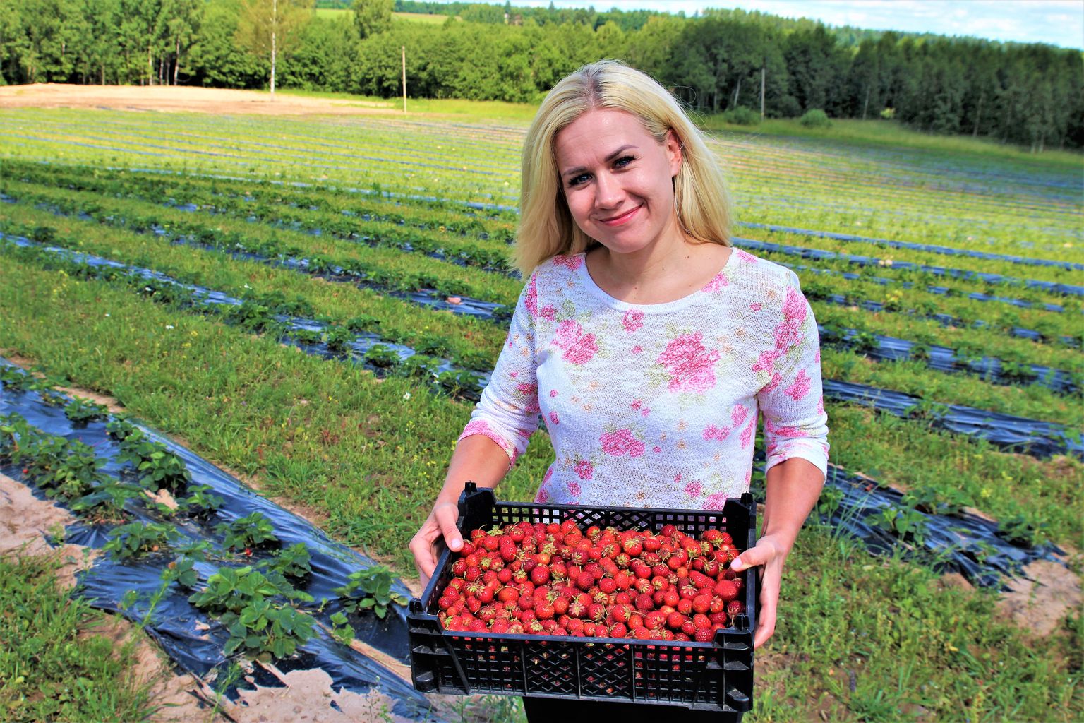 Ellyt Talve sõnul on praegu katsetamiste aeg: esimesel istutusaastal taimed veel suurt saaki ei anna. «Istutasime maasikaid, mis annavad kiiremini saaki,» rääkis abikaasa vanematekodus uusistandust edendav naine.