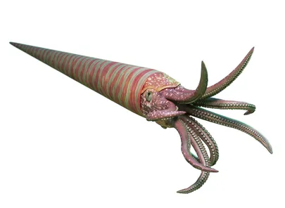 Nautiloid.