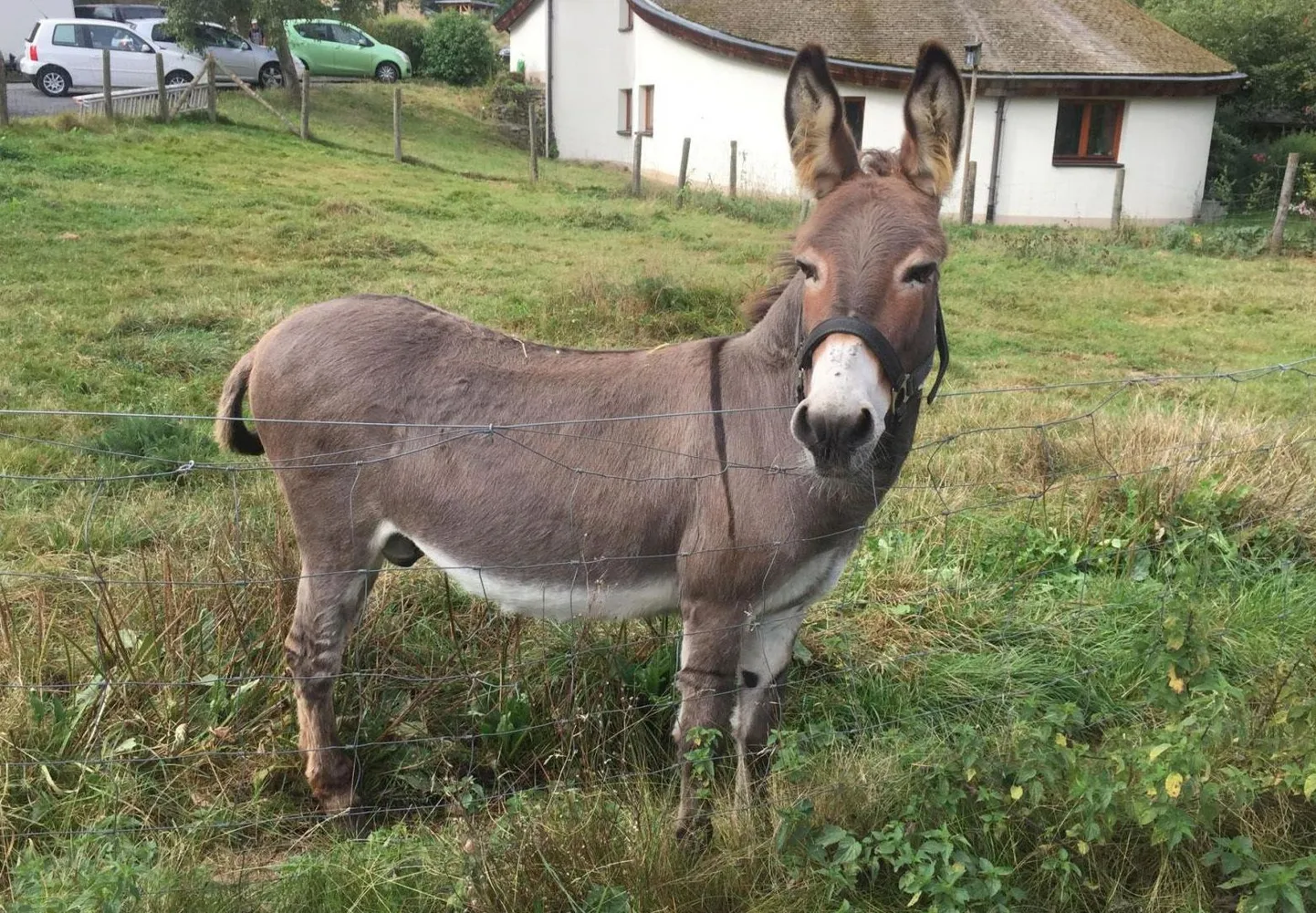 Artikli foto