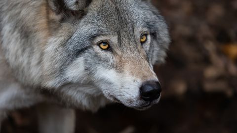 Paide elanikud häiritud: kaameras nähti ulmest ohtlikku looma