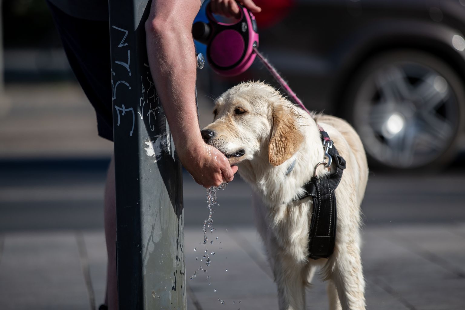 Собака пьет воду в жаркую погоду.
